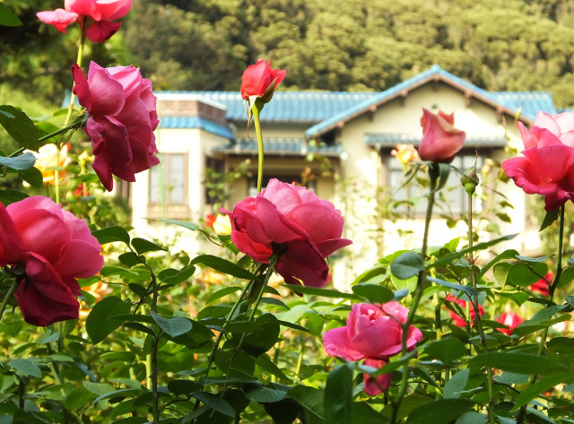 港の見える丘公園「バラと洋館」.jpg